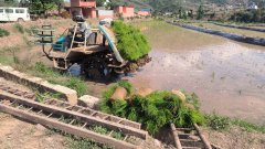 春耕出产进度和确保大春做物正在最佳节令满栽